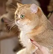 Black golden ticked British Shorthair.
