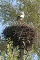 Image 2White storks on their nest in Belarus, 2009. The Stork is the national symbol of Belarus.