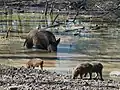 Wild boars are common in all wooded areas along E11