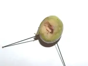 alt = Dissected olive with larva
