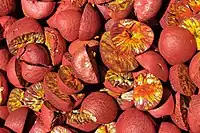 Areca nuts in a market.