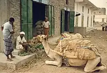 Yemeni man tying his futah (sarong). Sometimes people keep money and other small utensils in the folds of the futah.