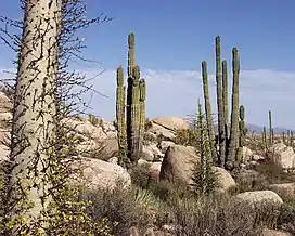 Image 19Flora of Baja California Desert, Cataviña region, Mexico (from Ecosystem)