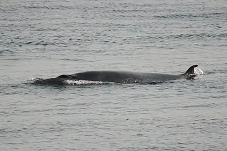 Balaenoptera acutorostrata