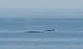 Balaenoptera physalus Fin whale