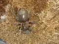 A spiderling