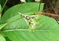 Seeds