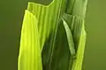 Larva