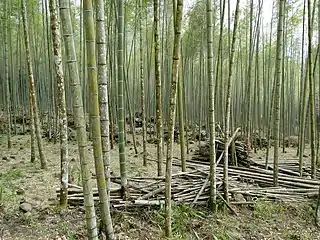 Bamboo forest in Taiwan