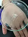 Extracted banana DNA strands