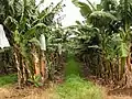 Single row planting of banana