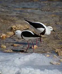 Two brown and white birds wading in shallow water