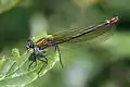 bronze/green female