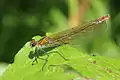 bronze female