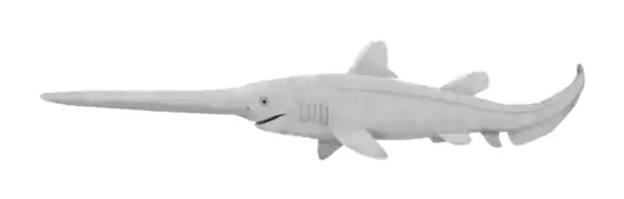 Bandringa is a bizarre elasmobranch fish that lived in Illinois during the moscovian stage. It superficially resembled a paddlefish, with an elongated upper rostrum.