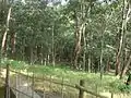 Baneshwar Jungle around the temple