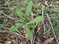 leaves on young plant