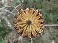 top end of flower spike