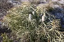 A small spreading shrub about 40&nbsp;cm (15.5&nbsp;in) high, with several inflorescences in early bud, growing in sand