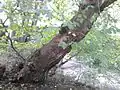 Bark