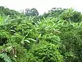 Vegetation and fruit trees at bottom of "Magos Hill"