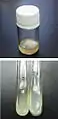 Hyphae of Basidiomycetes-X on an agar medium (upper, screw cap bottle; lower, test tube)