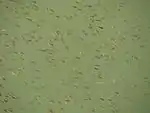 Bass fry born in the pond