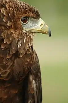 Immature