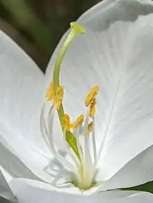 Stamens, Style, Stigma, Filament