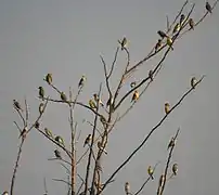 A winter flock