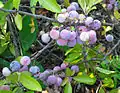 Ripe beach plums at the North Beach area of Sandy Hook, New Jersey