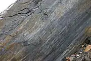 Slickensides on a fault plane, south wall of Bear Valley Strip Mine. Lens cap 5.8cm wide.