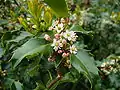 Ilex × meserveae