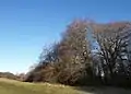 Nibley Knoll grassland and wood