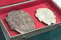 Oracle bone script, Shang dynasty (16th — 11th century B.C.) unearthed at the capital of Yin (modern Anyang, Henan Province).