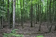 Image 3Belavezhskaya Pushcha  (from List of national parks of Belarus)