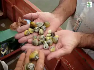 Shellfish