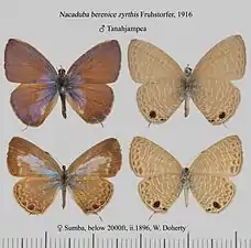 Museum specimen