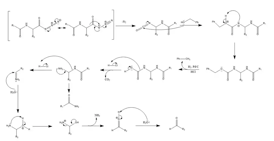 Mechanism of the Bergmann degradation