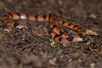 Head