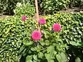 Biddulph Grange: flowers along Dahlia Walk