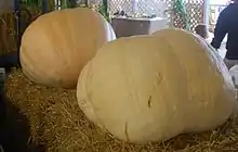 A Big Max pumpkin at a county fair in New York