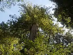 Mendocino Woodlands Recreational Demonstration Area