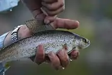 photo hand holding a fish