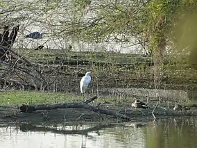 Birds at Vellode Sanctuary