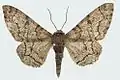 Subspecies parva (female)
