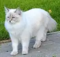 Blue lynx point adult.