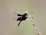 Male underside