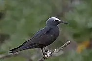 black seabird with white forehead facing right