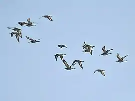 Black-tailed godwit, Limosa limosa